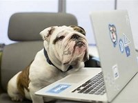 Dog on Computer Cropped.jpg Dog on Computer Cropped.jpg